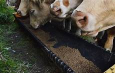 Cattle Feed Products