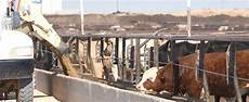 Cattle Feed Products