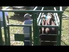 Cattle Feeding