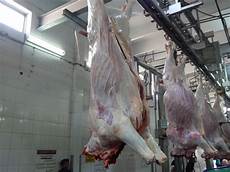 Cattle Feeding