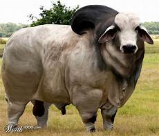 Cattle Feeding