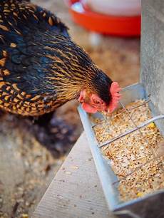 Chicken Feed