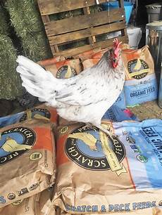 Chicken Feed
