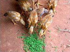 Chicken Feed