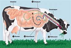 Dairy Cow Nutrition
