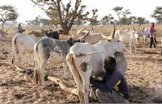 Dairy Cow Nutrition