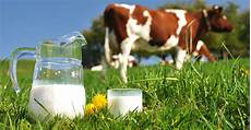 Dairy Cow Nutrition