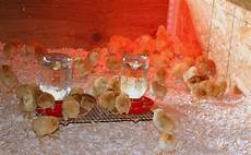 Feed Equipment Poultry