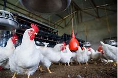 Feed Equipment Poultry