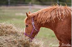 Horse Eating Hay