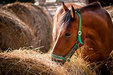 Horse Eating Hay