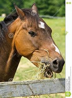 Horse Eating Hay