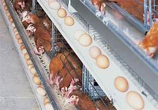 Poultry Cage Products