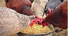 Purina Duck Pellets