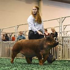 Purina Honor Show Chow