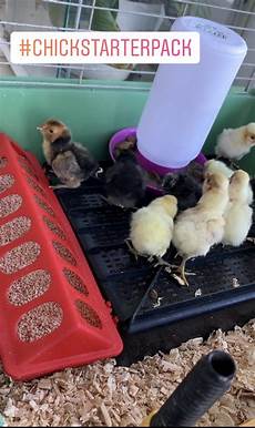 Purina Medicated Chick Starter