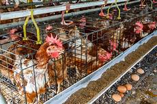 Purina Organic Chicken Feed
