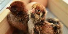 Purina Organic Chicken Feed