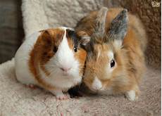 Purina Rabbit Food