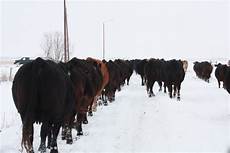 Purina Show Cattle Feed