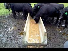 Purina Show Cattle Feed