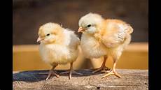 Starter Feed For Chicks
